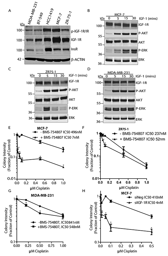 IGF-1R inhibition sensitizes breast cancer cells to cisplatin.