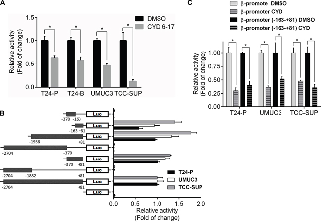 Effect of CYD 6-17 on&#x03B2;-catenin gene promoter activity.