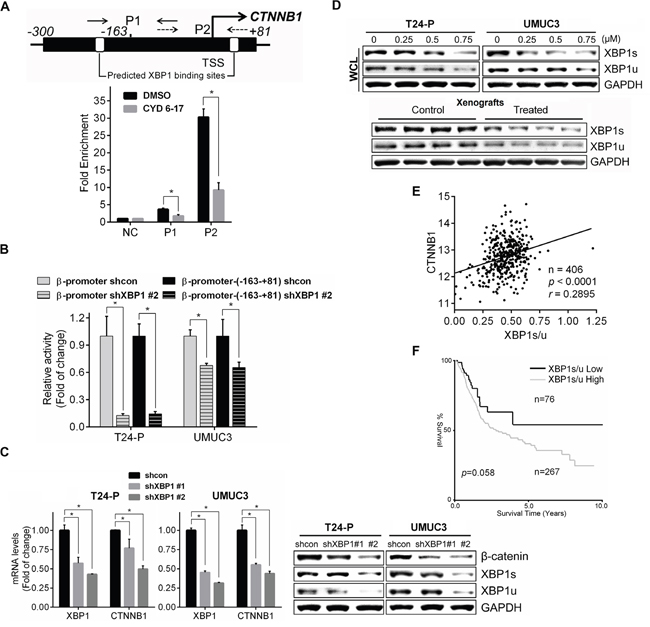 Regulation of &#x03B2;-catenin expression by XBP1 and its clinical relevance.