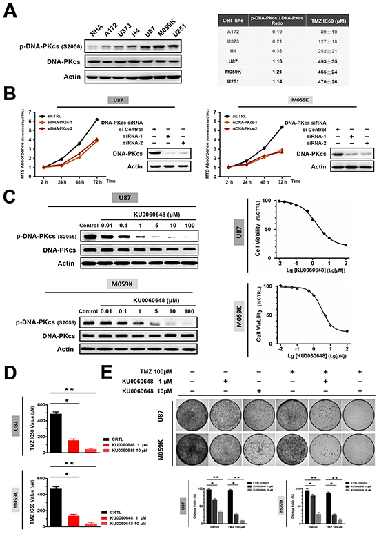 Inhibition of DNA-PKcs activation suppresses cell proliferation and sensitizes glioma to TMZ in vitro.