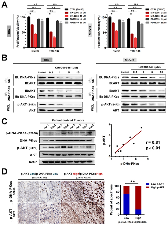 KU0060648 inhibits glioma proliferation and enhances the cytotoxic effect of TMZ in glioma cells through AKT inhibition.