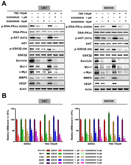 Combination of KU0060648 and TMZ inhibits the activation of DNA-PKcs/AKT axis and regulates malignancy-related effectors expression.