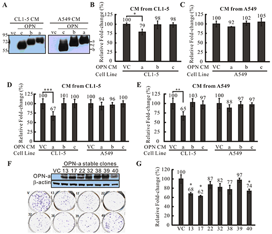 The effect of OPN-a on cell growth.