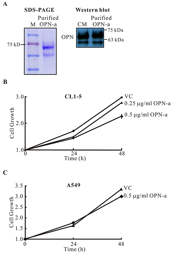 Purified OPN-a inhibits growth in CL1-5, but not A549, cells.