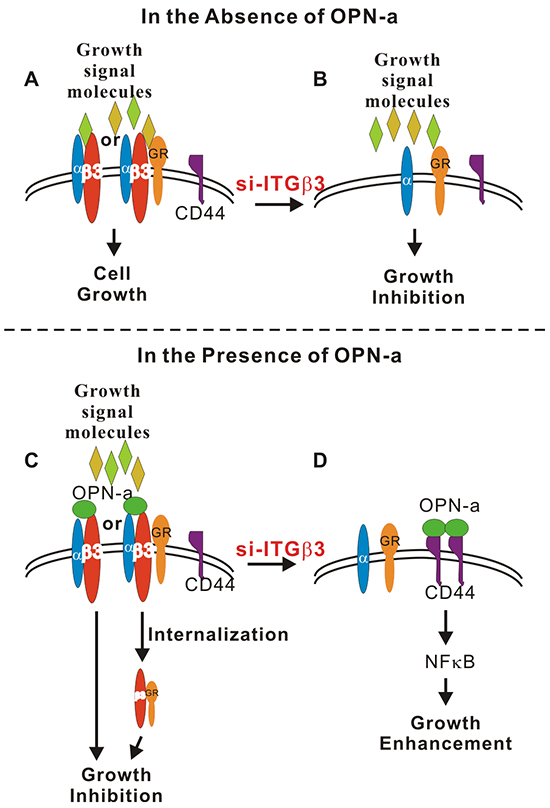 Schematic diagram of OPN-a- and ITG&#x03B2;3-mediated growth regulation.