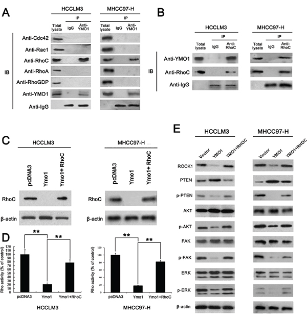 YMO1 suppresses cell motility and invasion by interacts with RhoC and suppressing Rho-GTPase activity.