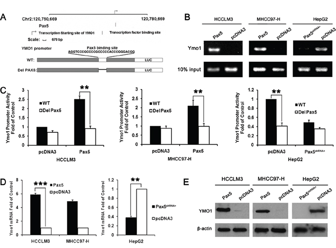 Exogenous expression of PAX5 induced up-regulation of YMO1 expression through transcriptional activation.