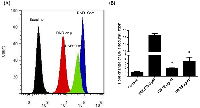 Inhibition of P-gp by TW.