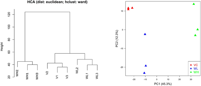 Hierarchical clustering analysis (HCA) and principal component analysis (PCA) for gene expression profiles in PC3-TxR treated with TW (VC: vehicle group; WL: TW low dose group, 0.1 mg/ml; WH: TW high dose group, 1 mg/ml).