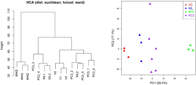 Hierarchical clustering analysis (HCA) and principal component analysis (PCA) for gene expression profiles in PC3 and PC3-TxR cells (VC: vehicle group; WL: TW low dose group, 0.1 mg/ml; WH: TW high dose group, 1 mg/ml).