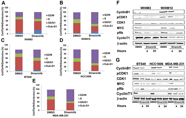 Dinaciclib promotes G2/M phase arrest in TNBC from PDXs and cell lines.