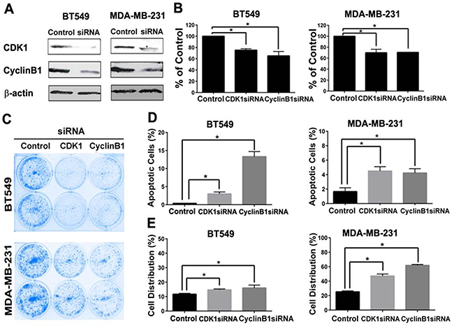 CDK1 or cyclin B1 knockdown inhibited cell proliferation, induced apoptosis and G2/M arrest in TNBC cells.