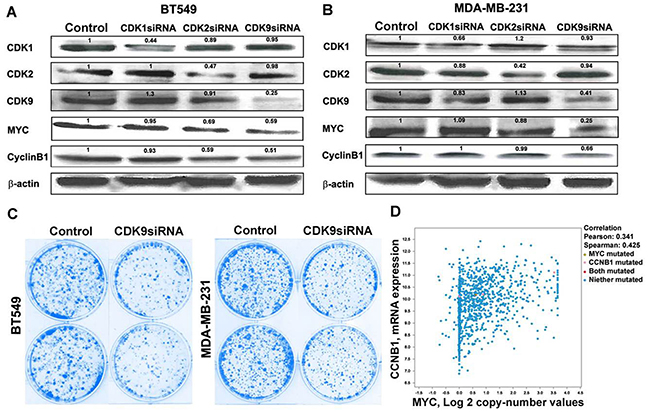 Dinaciclib inhibits cyclin B1 via targeting CDK9-cMYC axis.