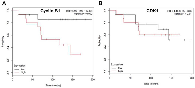 Cyclin B1 expression level negatively correlates with overall-survival rate in patients with ER negative breast cancer.