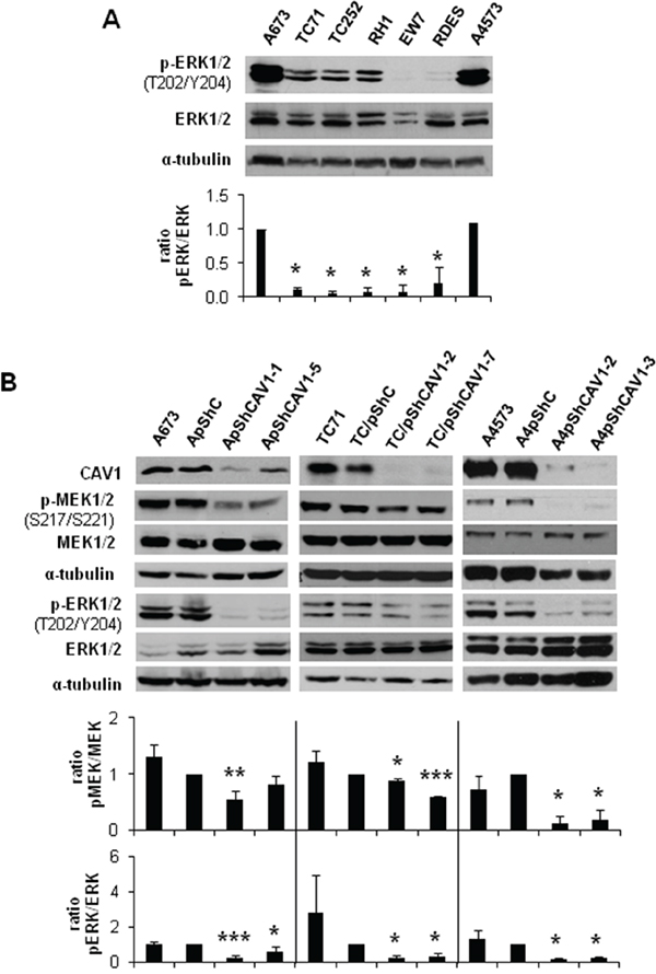 MEK1/2 and ERK1/2 phosphorylation is reduced in CAV1-knockdown cells.