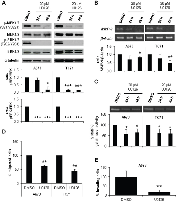 MEK1/2 inhibitor U0126 reduced MMP-9 expression and activity and diminished migration and invasion in ES cell lines.