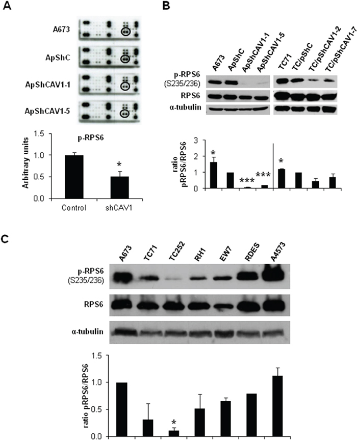 RPS6 phosphorylation is decreased in CAV1-silenced cells.