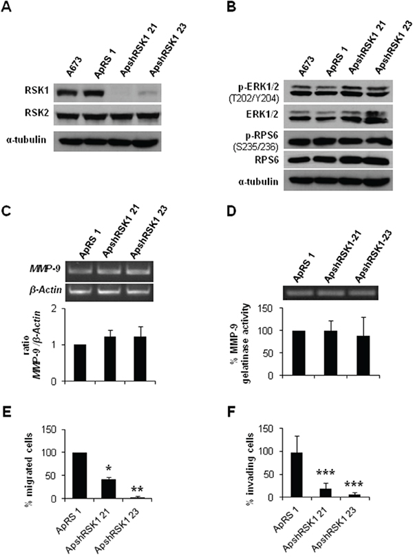 RSK1 silencing did not affect MMP-9 expression but abrogate both migration and invasion of ES cells.