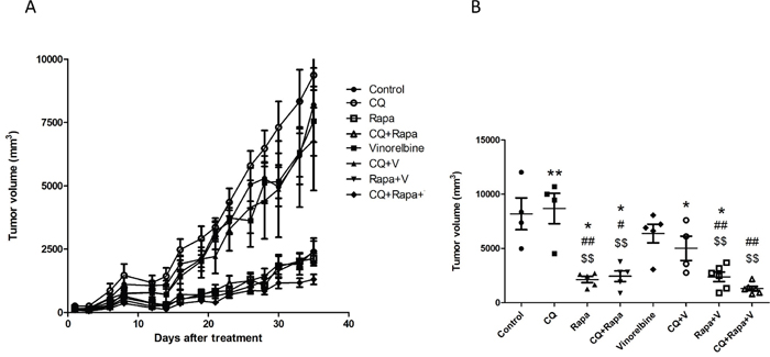 CQ and Rapa enhance the growth inhibition effect of vinorelbine in vivo.