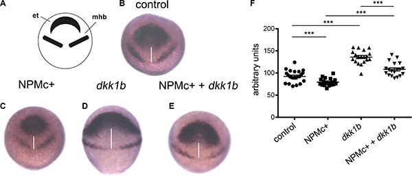 Analysis of CE movements at gastrulation.