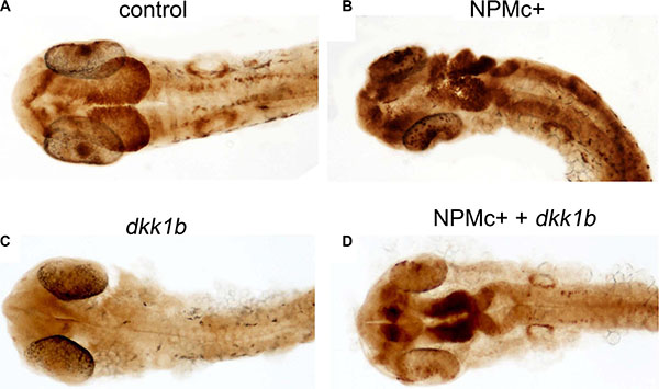 Canonical Wnt activation in 28 hpf embryos.