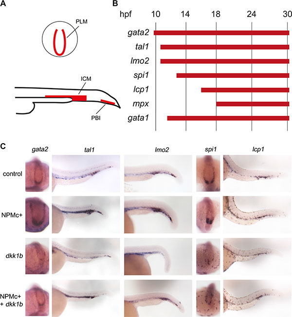 Expression of hematopoietic markers during early zebrafish hematopoiesis.