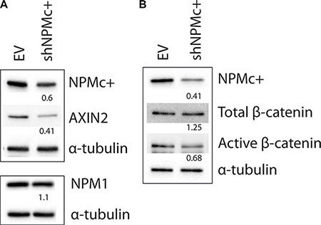 Expression of AXIN2 and active &#x03B2;-catenin in OCI-AML3 cells after silencing NPMc+.