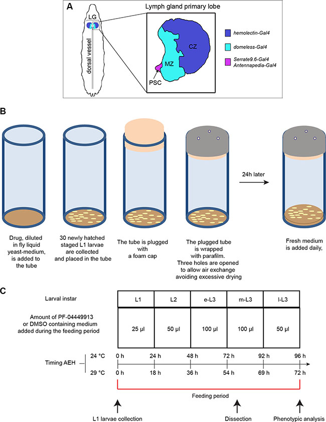Drosophila lymph gland scheme and essential features of the drug administration protocol.