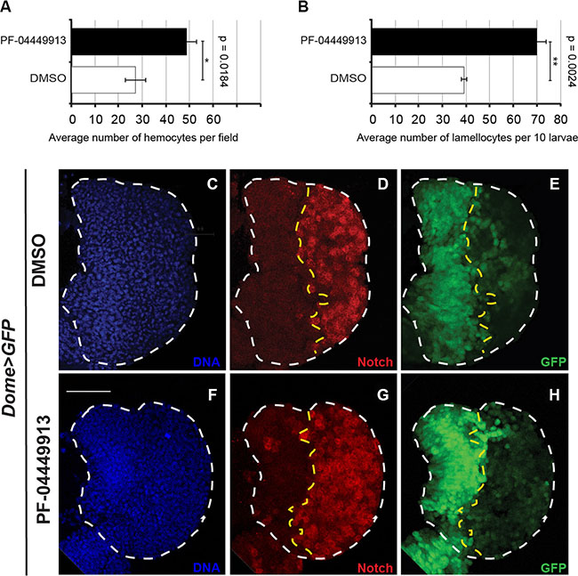 The human Smo inhibitor PF-04449913 drives the increase of hemocytes in the hemolymph and of crystal cells in the lymph gland cortical zone.