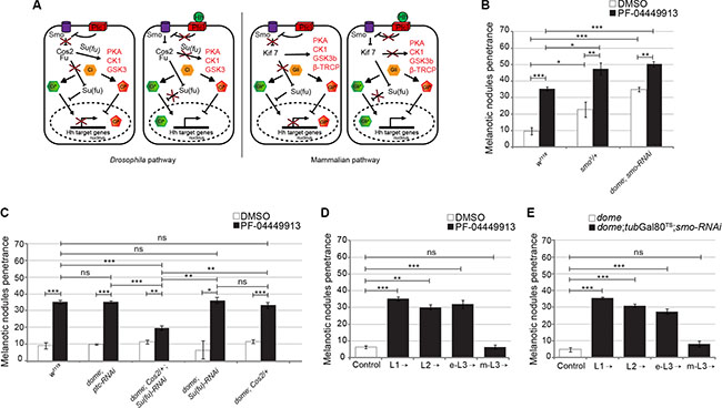 The PF-04449913 compound targets Drosophila Smo required to keep blood cell homeostasis at the time when precursor cells enter quiescence.