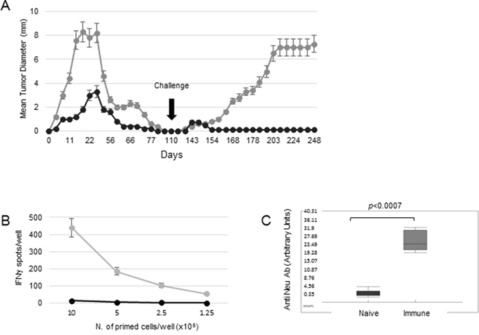 Immunization strategies against a HER-2 expressing transplantable tumor.