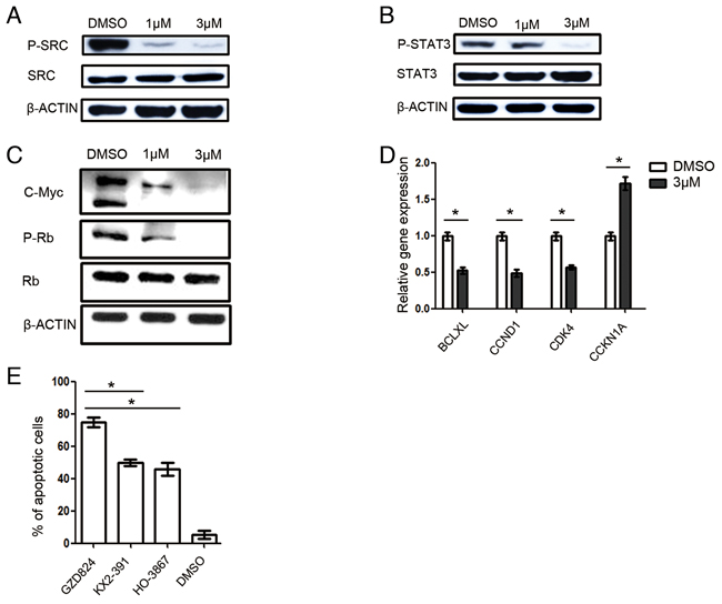 GZD824 inhibits the SRC kinase in pre-B ALL cells.