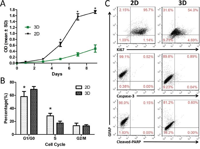 U87 cell proliferation and dedifferentiation in 3D collagen scaffolds.