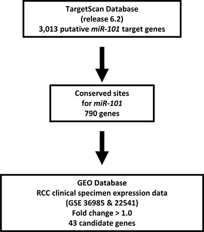 Selection strategy for target genes of miR-101.