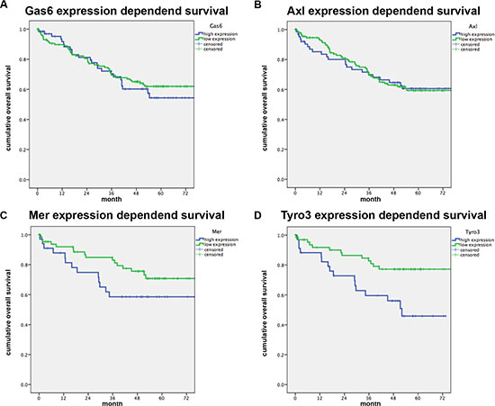 Gas6 and TAM receptor expression correlated to patients survival.