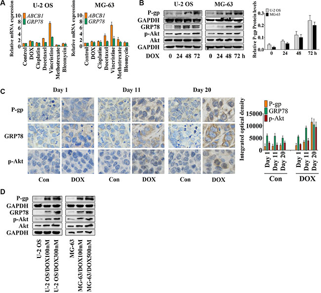 DOX induces P-gp, GRP78, and p-Akt expression in vitro and in vivo.