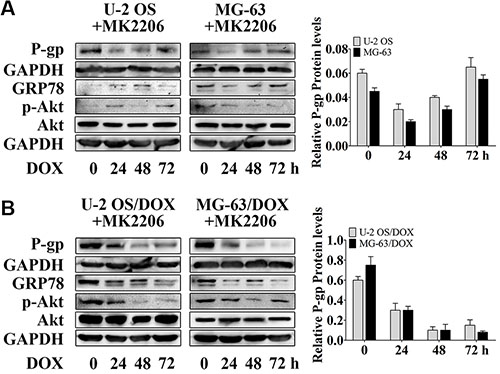 MK2206 inhibits DOX-induced P-gp expression in OS parental cell lines and resistant sublines.