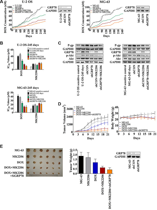 Knockdown of GRP78 combined with MK2206 inhibits the development of DOX-induced chemoresistance in OS cells in vitro and in vivo.