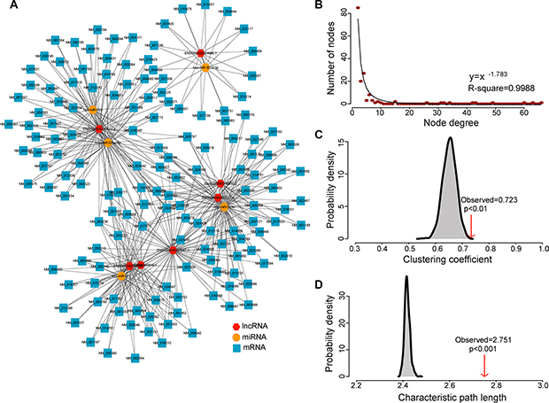 The layout of dysregulated lncRNA-mediated ceRNA network (DLCN) and its structural characteristics