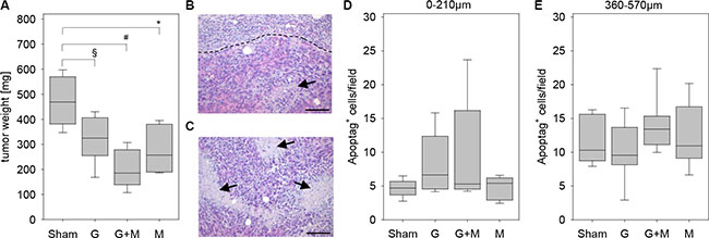 Quantification of tumor weight and cell death.