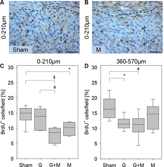 Quantification of proliferation in vivo.