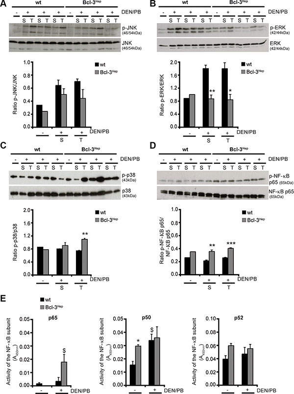 Altered MAPK- and NF-&#x03BA;B-signaling in DEN/PB-treated Bcl-3Hep mice.