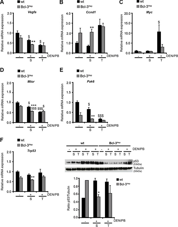 Hepatic Bcl-3 alters regulators of cell cycle control and proliferation.
