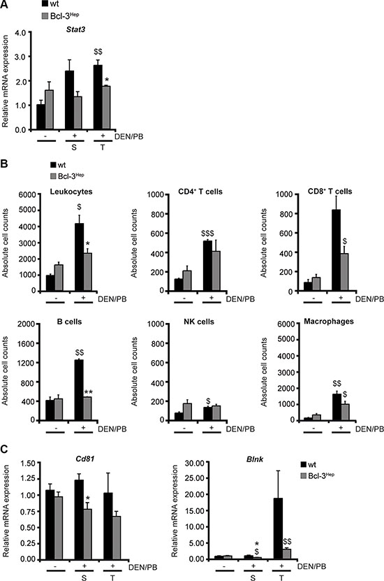 Hepatic Bcl-3 protects against DEN/PB-induced influx of immune cells to the liver.