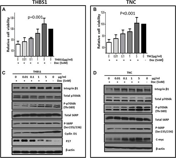 Exogenous THBS1 and TNC protected MCF-7 cells against proliferation inhibition by docetaxel through activating integrin &#x03B2;1/mTOR pathway and deregulating cell cycle proteins.