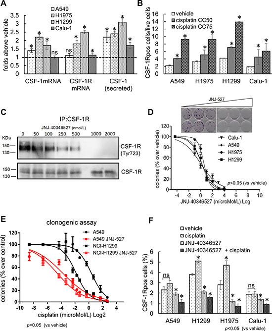 The expression of CSF-1R and its ligand influence the resistance to cisplatin treatment.