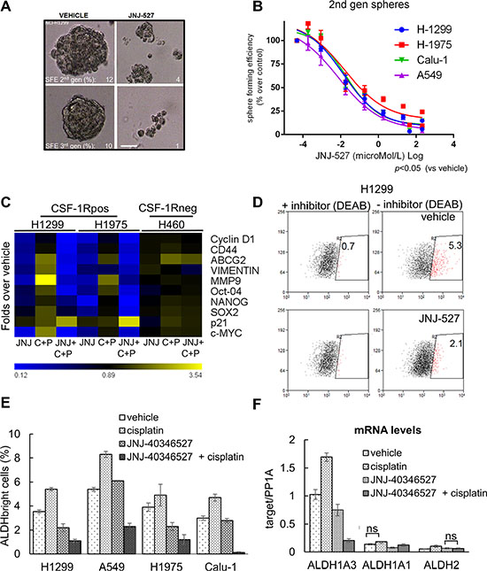 The inhibition of CSF-1R affects some protumorigenic features of lung cancer cells.