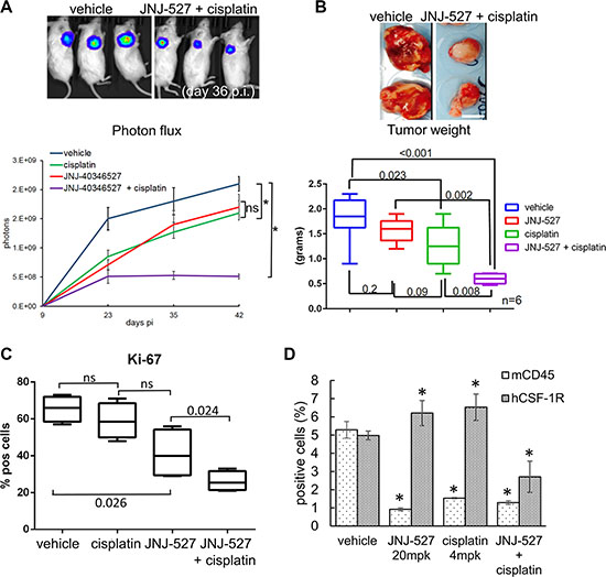 CSF-1R inhibition affects tumor growth.