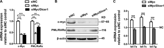 Repression of PML/RAR&#x03B1; by c-Myc is miRNA dependent.