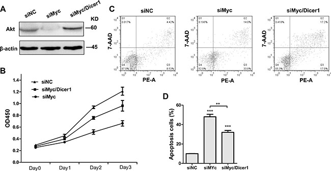 Depletion of Dicer1 abrogated the effect of c-Myc silencing in NB4 cells.